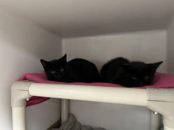 BEAN SPROUT -  Domestic Short Hair Cat for Adoption in Boston, Massachusetts - BEAN SPROUT | PetCurious