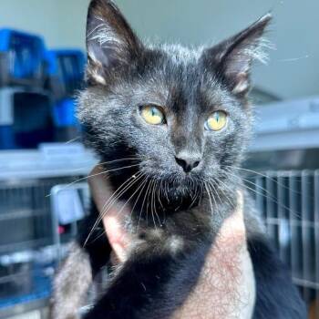 Domestic Short Hair Cats Available for Adoption in Matteson, Illinois - Owen | PetCurious