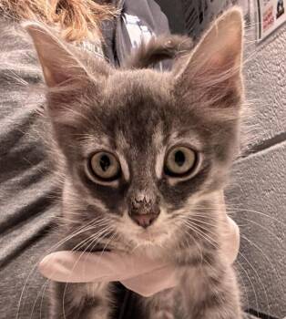 Clyde -  Domestic Short Hair Cat Available for Adoption in Golden, Colorado - Clyde | PetCurious