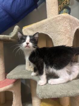 Domestic Short Hair Cats Available for Adoption in Wheaton, Illinois - Julio The Hamster | PetCurious