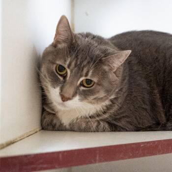 Annie -  Domestic Short Hair Cat for Adoption in Cheyenne, Wyoming - Annie | PetCurious