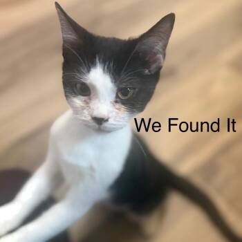We Found It -  Domestic Short Hair Cat for Adoption in Fredericksburg, Virginia - We Found It | PetCurious