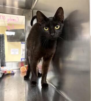 CANDY -  Domestic Short Hair Cat for Adoption in Fort Myers, Florida - CANDY | PetCurious