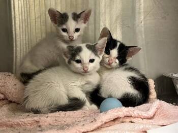 TUNA MELT -  Domestic Short Hair Cat for Adoption in Tustin, California - TUNA MELT | PetCurious