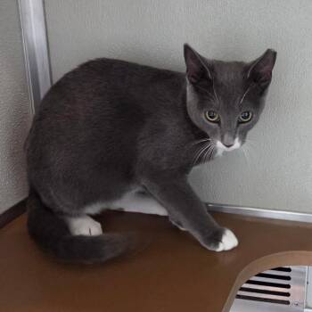 Boots -  Domestic Short Hair Cat for Adoption in Chattanooga, Tennessee - Boots | PetCurious
