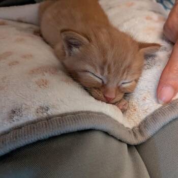 Tot -  Domestic Short Hair Cat for Adoption in Durham, North Carolina - Tot | PetCurious