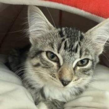 Opal -  Domestic Long Hair Cat for Adoption in Greensboro, Georgia - Opal | PetCurious