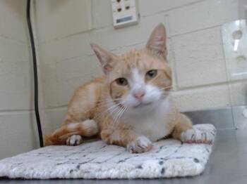 A600093 -  Domestic Short Hair Cat for Adoption in Orlando, Florida - A600093 | PetCurious