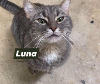 Little & Luna -  Tabby Cat for Adoption in Midlothian, Texas - Little & Luna | PetCurious
