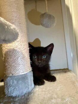 Mia -  Domestic Short Hair Cat for Adoption in Sebastian, Florida - Mia | PetCurious