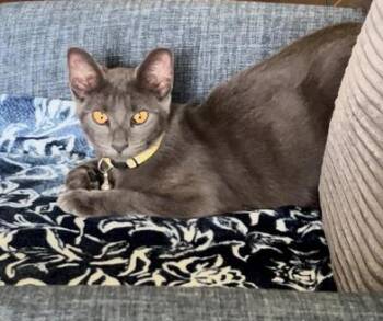Rescue Russian Blue and Domestic Short Hair Cats for Adoption in Liverpool, Texas - Jackie | PetCurious