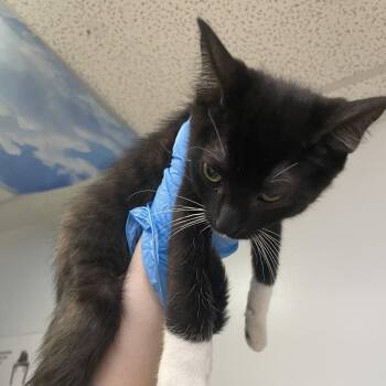 Tanner -  Domestic Short Hair Cat for Adoption in Las Vegas, Nevada - Tanner | PetCurious