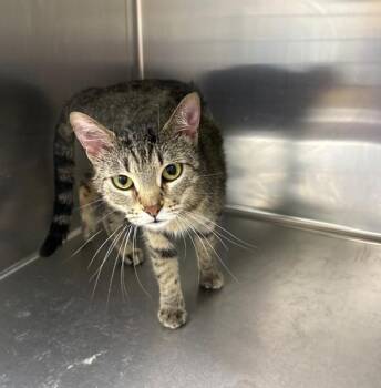 Cali -  Domestic Short Hair Cat for Adoption in Sioux City, Iowa - Cali | PetCurious