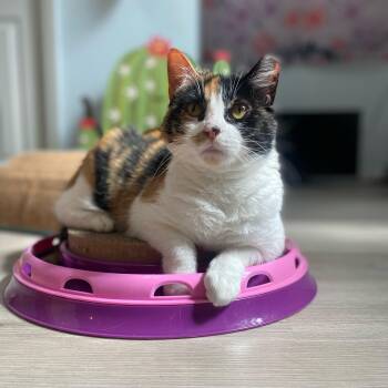 Rescue Domestic Medium Hair Cats for Adoption in Dickson, Tennessee - Daphne | PetCurious