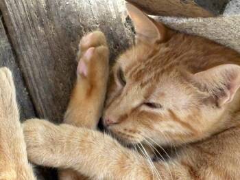 Rescue Tabby Cats for Adoption - Shrimp | PetCurious