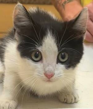 Tyson -  Domestic Short Hair Cat for Adoption in Elizabethton, Tennessee - Tyson | PetCurious