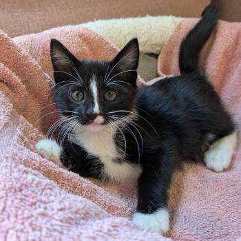 Iced Shaken Espresso -  Domestic Short Hair Cat for Adoption in Fairfax Station, Virginia - Iced Shaken Espresso | PetCurious