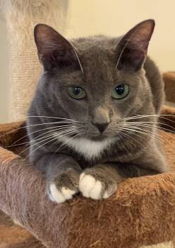 Nova (courtesy listing-Paul Valle) -  Russian Blue and Domestic Short Hair Cat for Adoption in Myrtle Beach, South Carolina - Nova (courtesy Listing-Paul Valle) | PetCurious