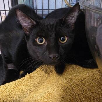 Jett -  Domestic Short Hair Cat for Adoption in Desert Hot Springs, California - Jett | PetCurious