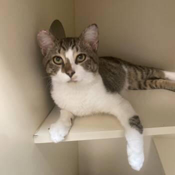 Domestic Short Hair Cats Available for Adoption in Elyria, Ohio - Sir Fredrickson | PetCurious