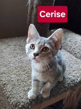 Cerise -  Domestic Short Hair Cat for Adoption in Manhattan, Kansas - Cerise | PetCurious