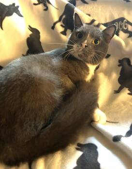 Rescue Domestic Short Hair Cats for Adoption in Humble, Texas - Gertie | PetCurious