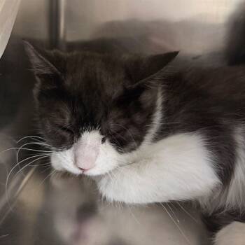 Oberon -  Domestic Short Hair Cat for Adoption in Las Vegas, Nevada - Oberon | PetCurious