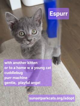 Espurr -  Russian Blue Cat for Adoption - Espurr | PetCurious
