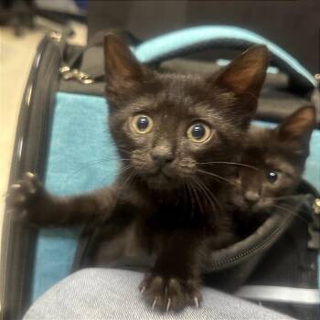 Domestic Short Hair Cats Available for Adoption in Philadelphia, Pennsylvania - Cinder | PetCurious