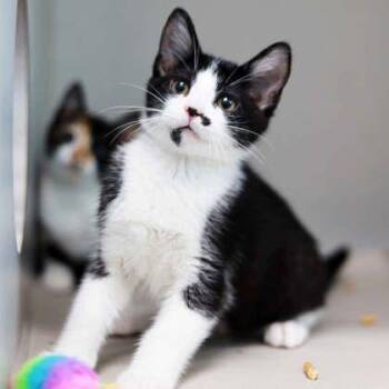 Burberry -  Domestic Short Hair Cat for Adoption in Atlanta, Georgia - Burberry | PetCurious