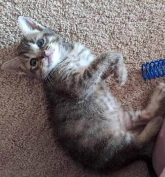 Rescue Domestic Short Hair Cats for Adoption in Little Mountain, South Carolina - Rebel | PetCurious