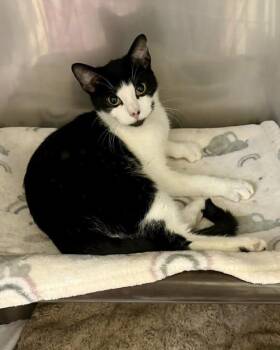 Domestic Short Hair Cats Available for Adoption - Katy | PetCurious