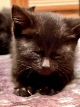 Domestic Short Hair Cats Available for Adoption in Port Washington, Wisconsin - Guppy | PetCurious