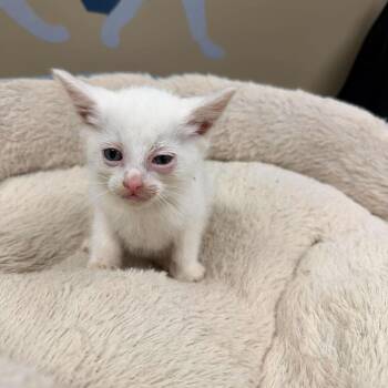 Blizzard in Parsonsburg, MD -  Domestic Short Hair Cat Available for Adoption - Blizzard In Parsonsburg, MD | PetCurious