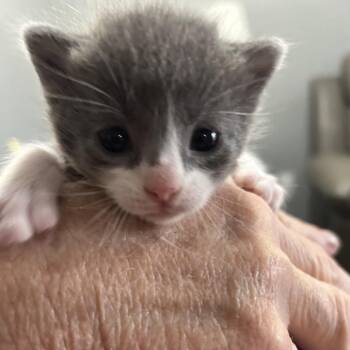 Domestic Short Hair Cats Available for Adoption in Bentonville, Arkansas - AC | PetCurious