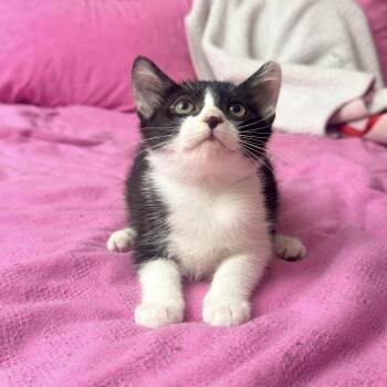 Piper -  Domestic Short Hair Cat for Adoption in Palmetto Bay, Florida - Piper | PetCurious