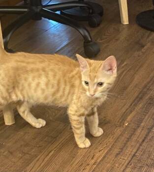 Rusty -  Domestic Short Hair Cat for Adoption in West Mifflin, Pennsylvania - Rusty | PetCurious