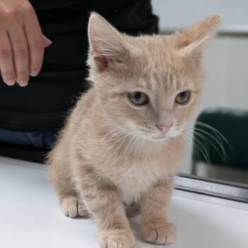 Figaro -  Domestic Short Hair Cat for Adoption in Canton, Illinois - Figaro | PetCurious