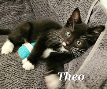 Tuxedo Cats Available for Adoption in Pasco, Washington - Theo | PetCurious
