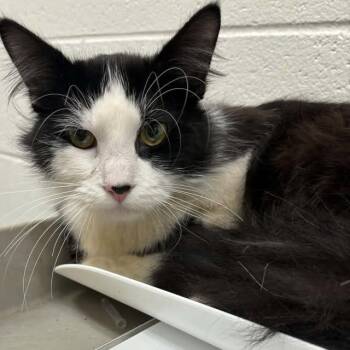 Crumb -  Domestic Medium Hair Cat for Adoption in Grand Rapids, Michigan - Crumb | PetCurious