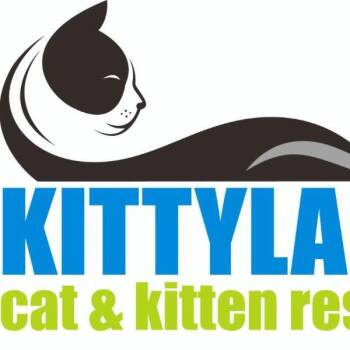 Austria -  Domestic Short Hair Cat for Adoption in Desert Hot Springs, California - Austria | PetCurious