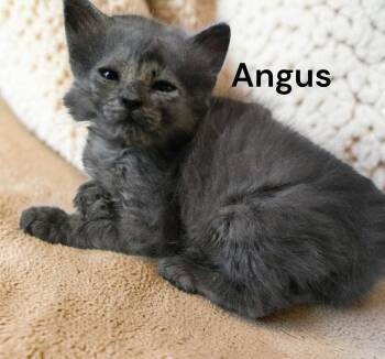 Angus -  Domestic Medium Hair Cat for Adoption in Weems, Virginia - Angus | PetCurious