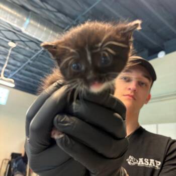 Candie -  Domestic Short Hair Cat for Adoption in Huntington, West Virginia - Candie | PetCurious