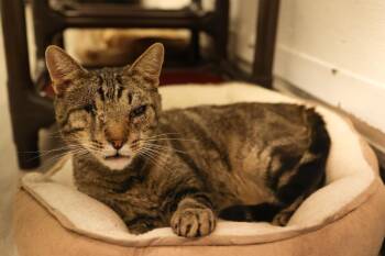 Tabby Cats Available for Adoption - Luna  | PetCurious
