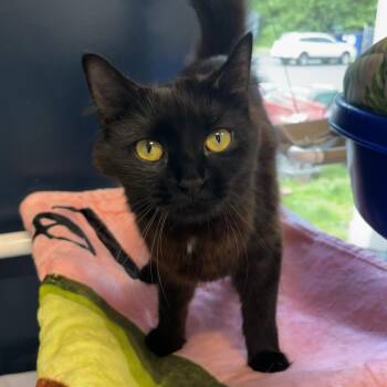 Truffle -  Domestic Short Hair Cat for Adoption in North Haven, Connecticut - Truffle | PetCurious