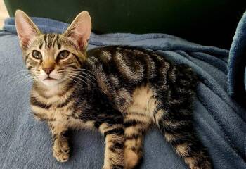 Fritz -  Manx Cat for Adoption in Miami, Oklahoma - Fritz | PetCurious