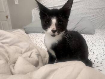 Hunter (FCID# 08/18/2026 - 12 Brandywine PS) C -  Domestic Short Hair Cat for Adoption in Greenville, Delaware - Hunter (FCID# 08/18/2026 - 12 Brandywine PS) C | PetCurious