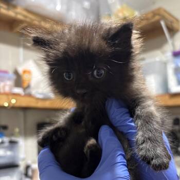 Licorice (brown collar) -  Domestic Short Hair Cat for Adoption in Milton, Florida - Licorice (brown Collar) | PetCurious