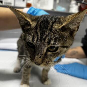 Annie -  Domestic Short Hair Cat for Adoption in Summerville, South Carolina - Annie | PetCurious