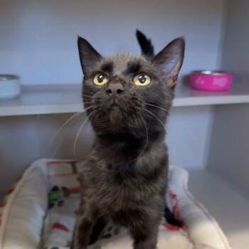 Rescue Domestic Short Hair Cats for Adoption in Washougal, Washington - Binx | PetCurious
